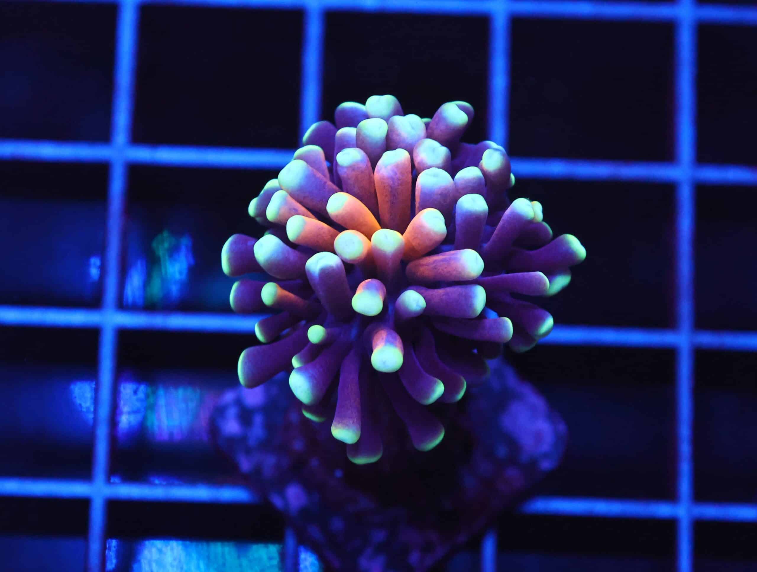 D31 - MALAYSIAN TORCH GOLD TIGER 1 HEAD