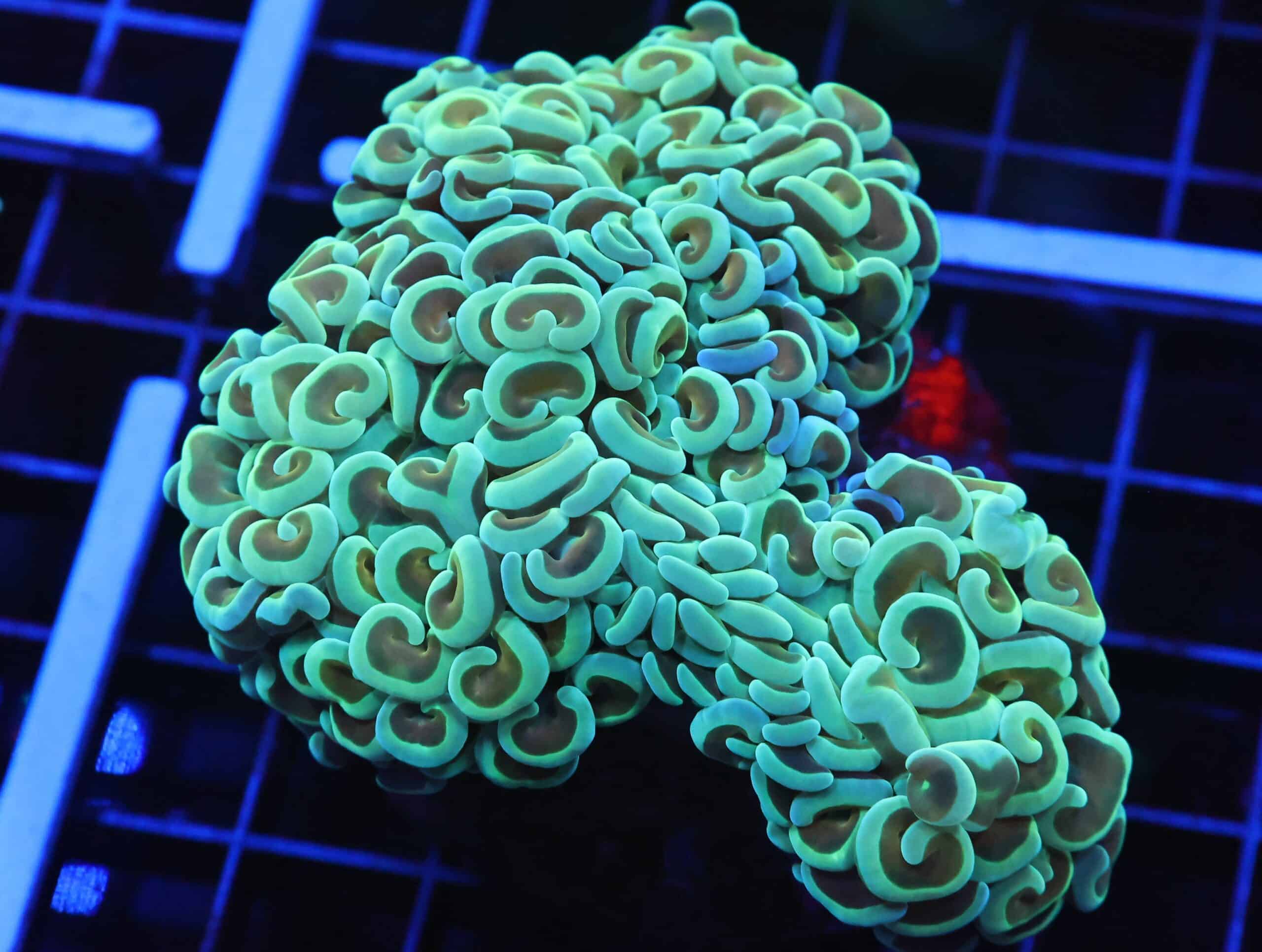 D33 - INDO HAMMER WALL GOLD STEM