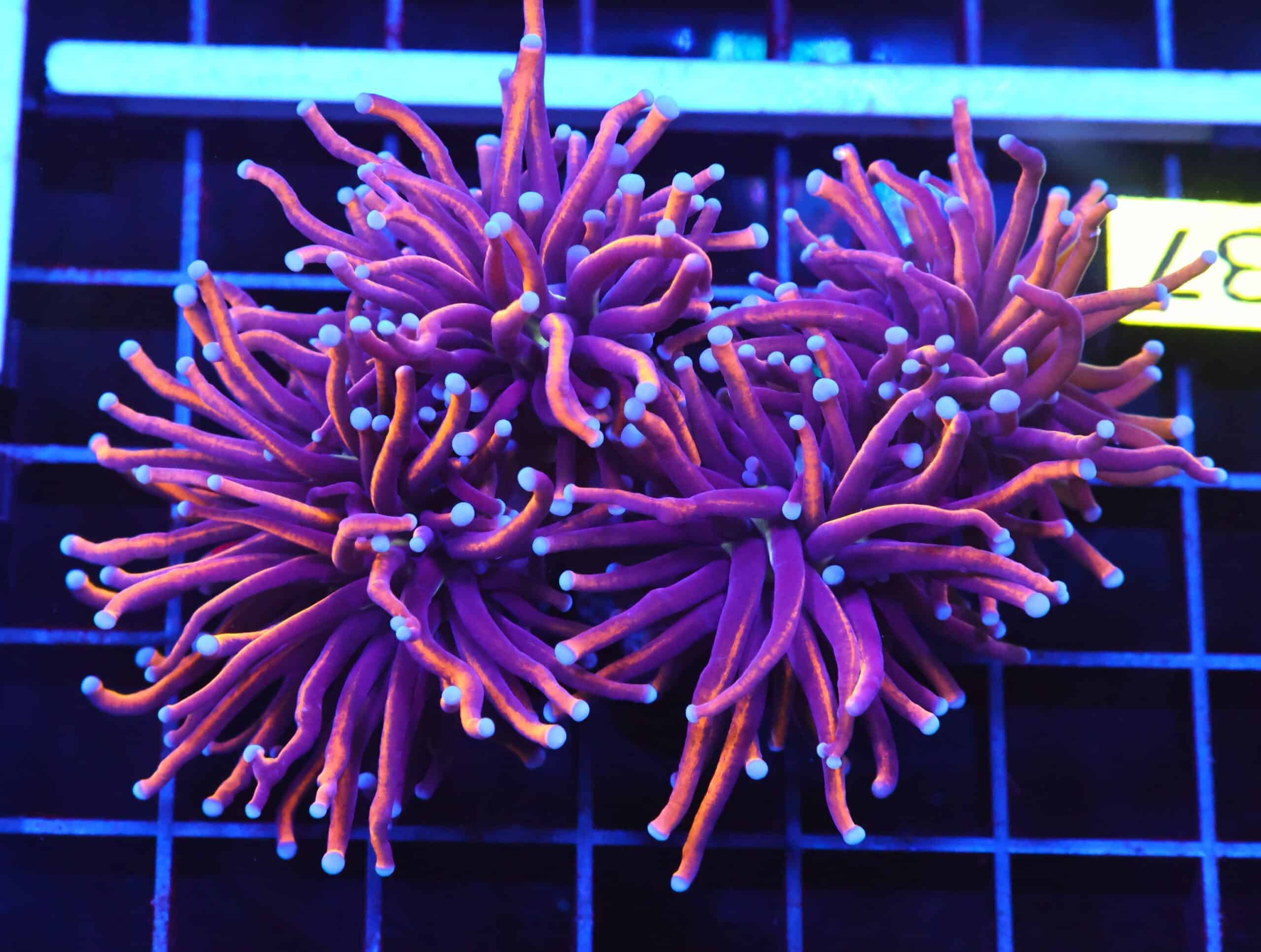 D37 - INDO TORCH GOLD VARIANT 4 HEAD