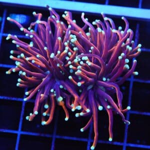 D39 - INDO TORCH GOLD VARIANT 2 HEAD