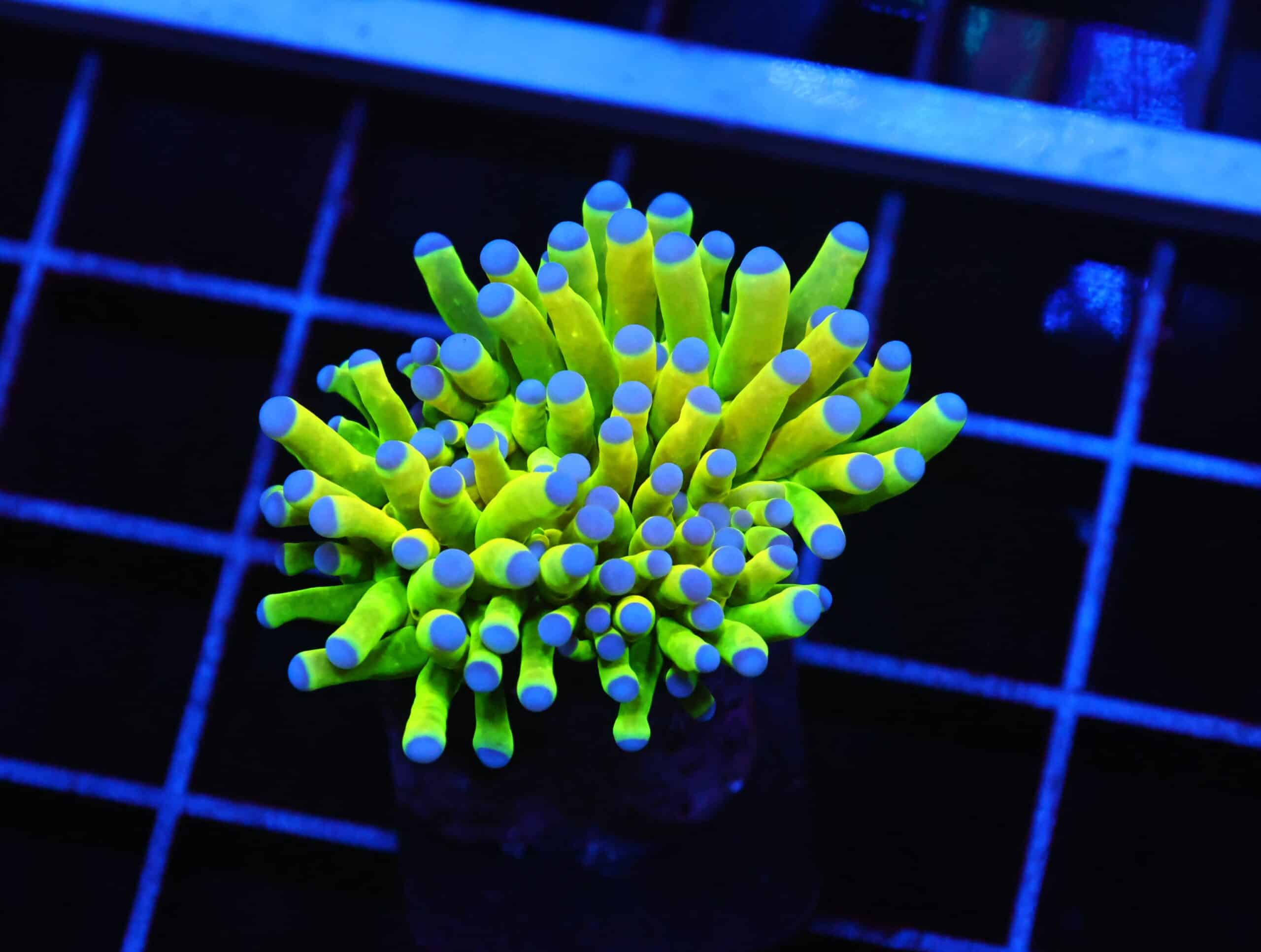 D40 - MALAYSIAN TORCH GREEN GRAIL 1 HEAD