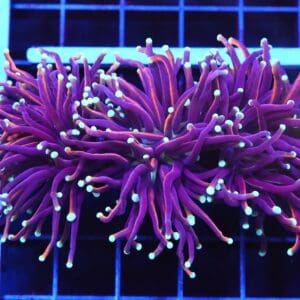 D44 - INDO TORCH GOLD VARIANT 3 HEAD