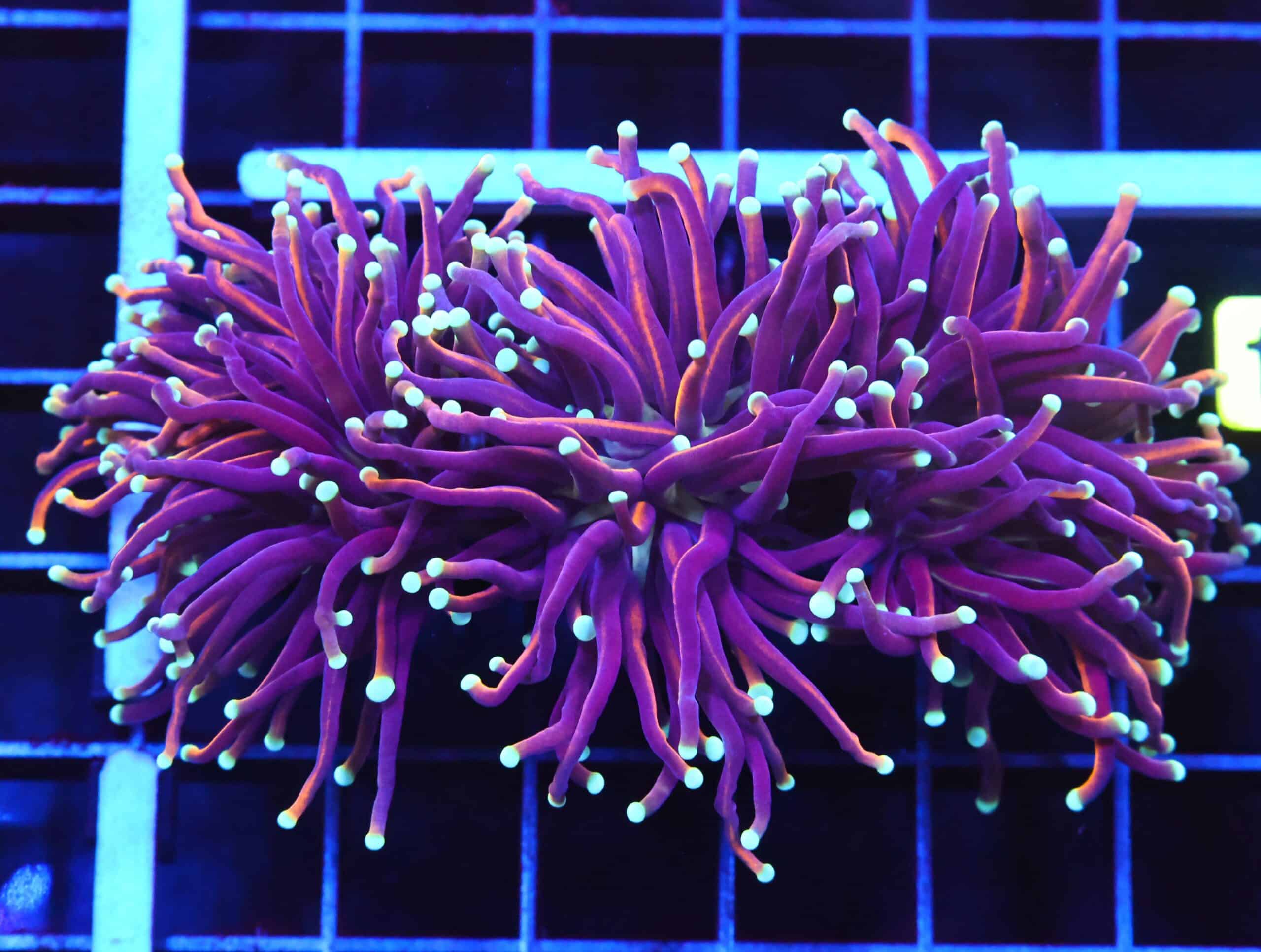 D44 - INDO TORCH GOLD VARIANT 3 HEAD