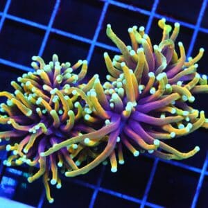 D45 - INDO TORCH HELLFIRE 2 HEAD