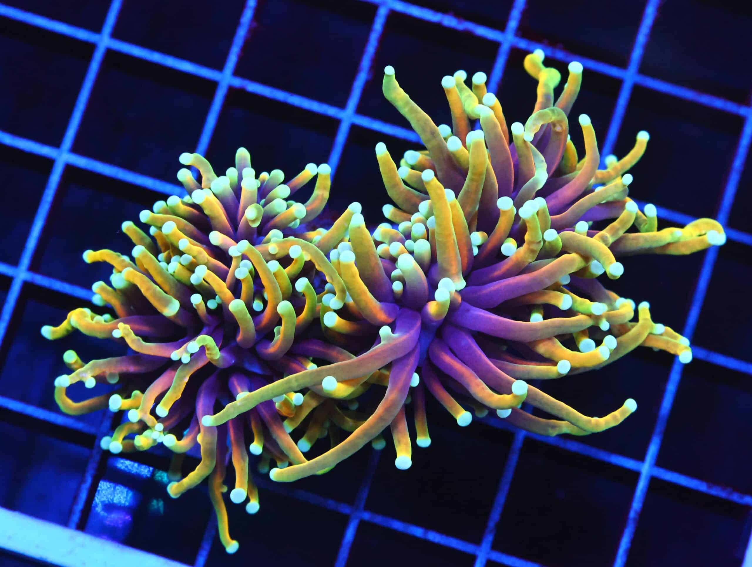 D45 - INDO TORCH HELLFIRE 2 HEAD