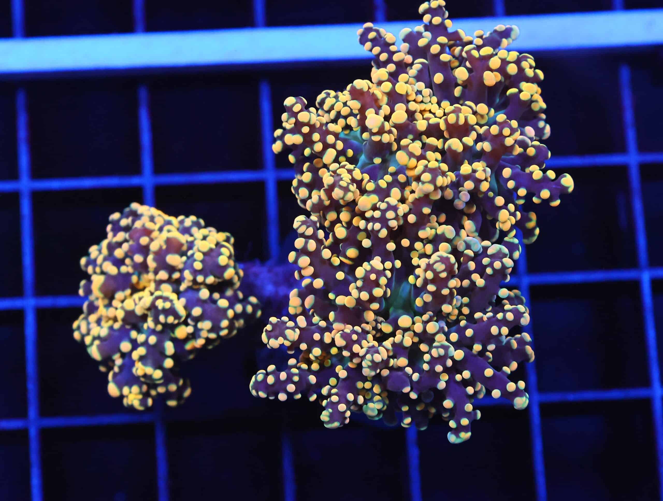 D43 - INDO FROGSPAWN BRANCH GOLD RUSH 3 HEAD