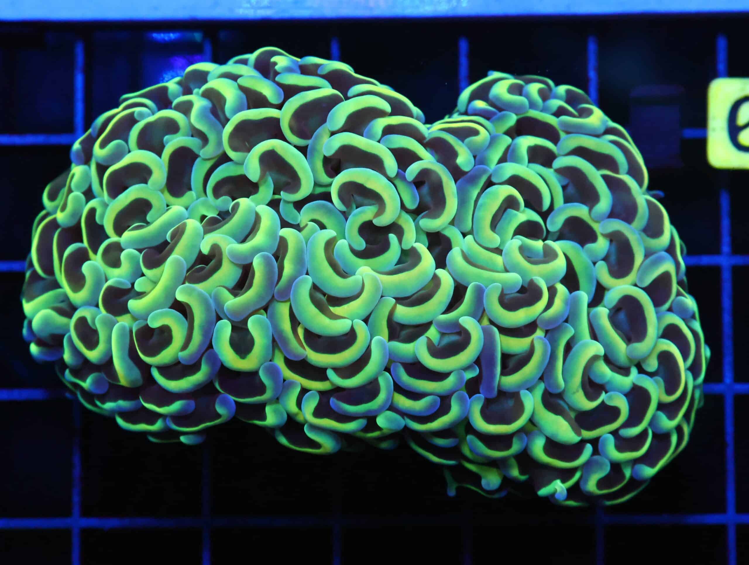 D50 - INDO HAMMER WALL GOLD STEM