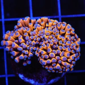 D52 - MALAYSIAN TORCH 24K GOLD 1 HEAD