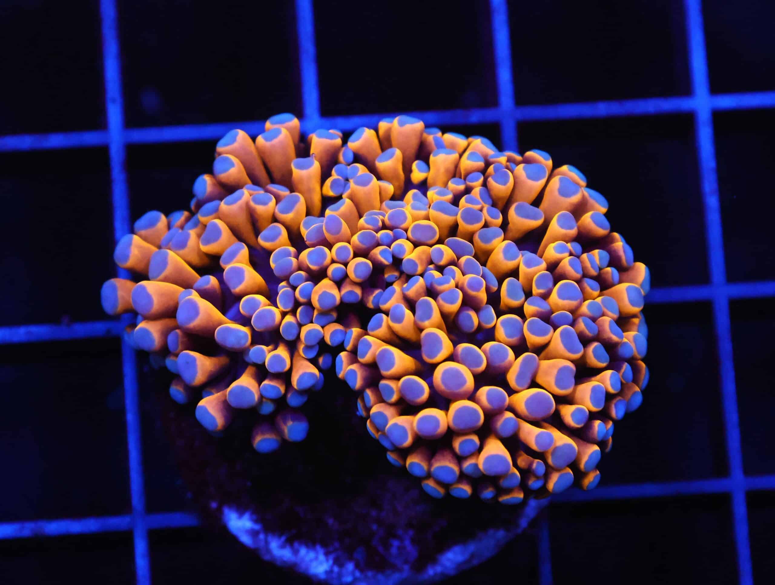 D52 - MALAYSIAN TORCH 24K GOLD 1 HEAD