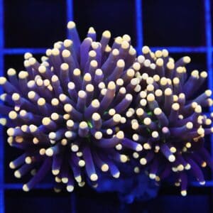 D53 - INDO TORCH BLACK LIGHT 2 HEAD