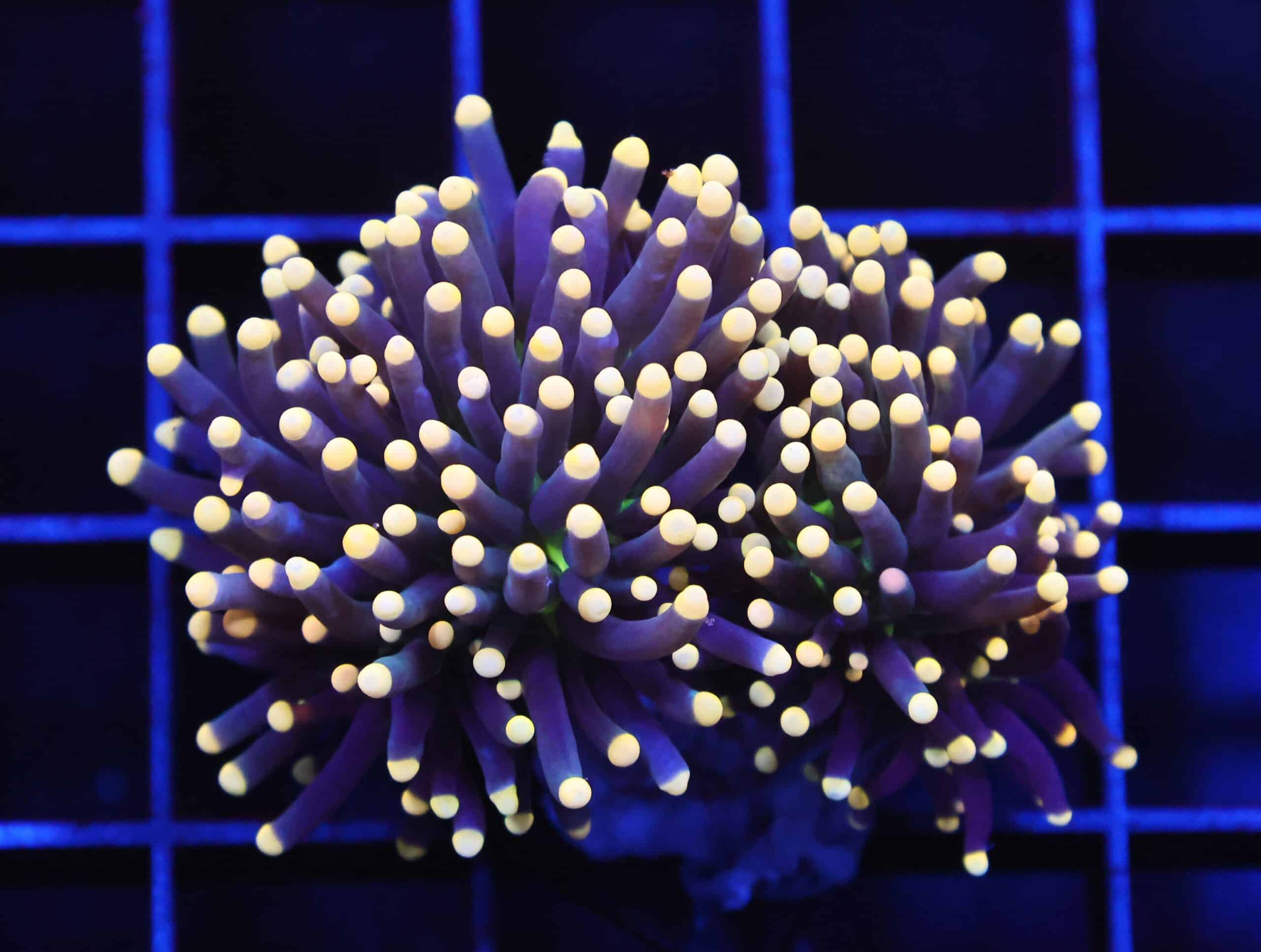 D53 - INDO TORCH BLACK LIGHT 2 HEAD