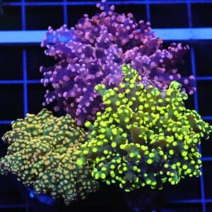 D54 - INDO FROGSPAWN BRANCH RAINBOW GARDEN 3 HEAD