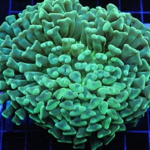 D56 - INDO HAMMER WALL METALLIC