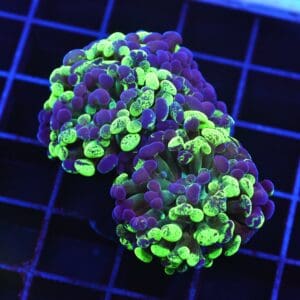 D62 - INDO HAMMER BRANCH TOXIC SPLATTER HEAD