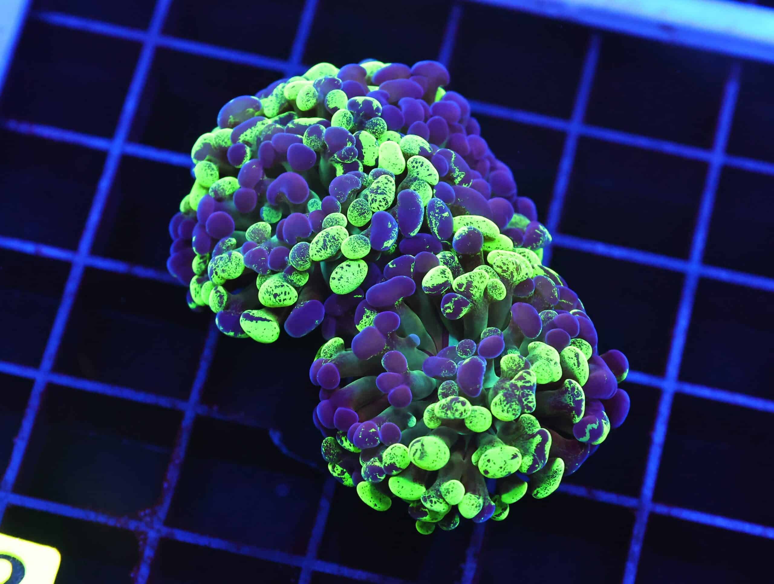 D62 - INDO HAMMER BRANCH TOXIC SPLATTER HEAD