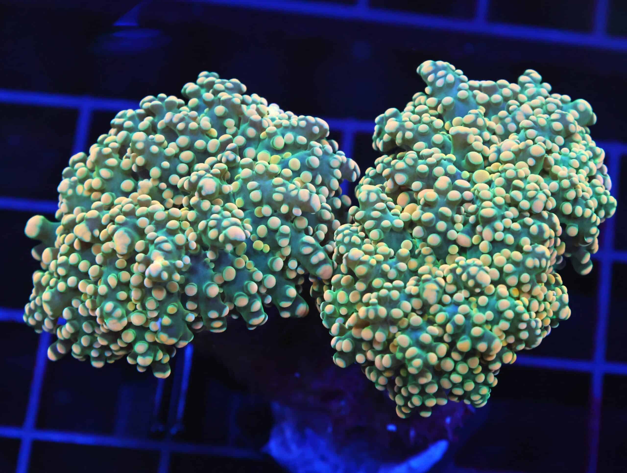 D66 - INDO FROGSPAWN BRANCH CITRUS BOMB 3 HEAD