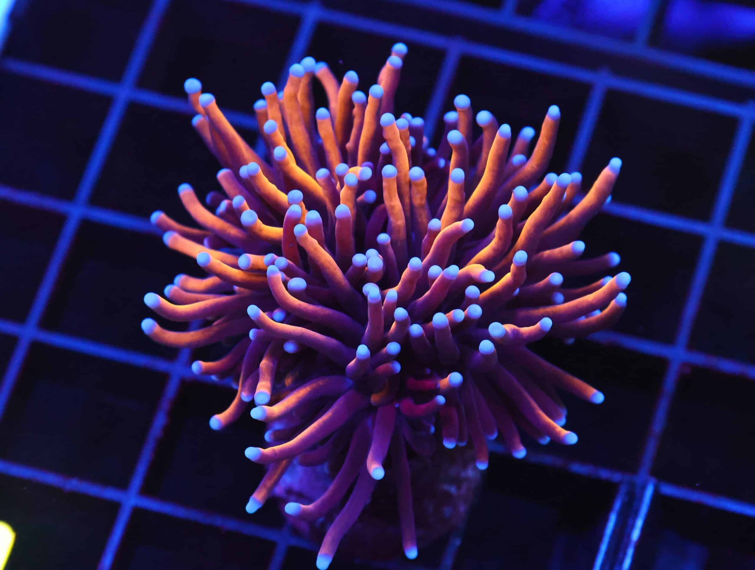 D70 - INDO TORCH GOLD VARIANT 1 HEAD