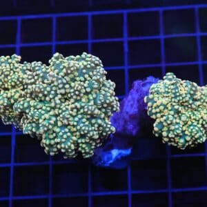 D71 - INDO FROGSPAWN BRANCH CITRUS BOMB 3 HEAD