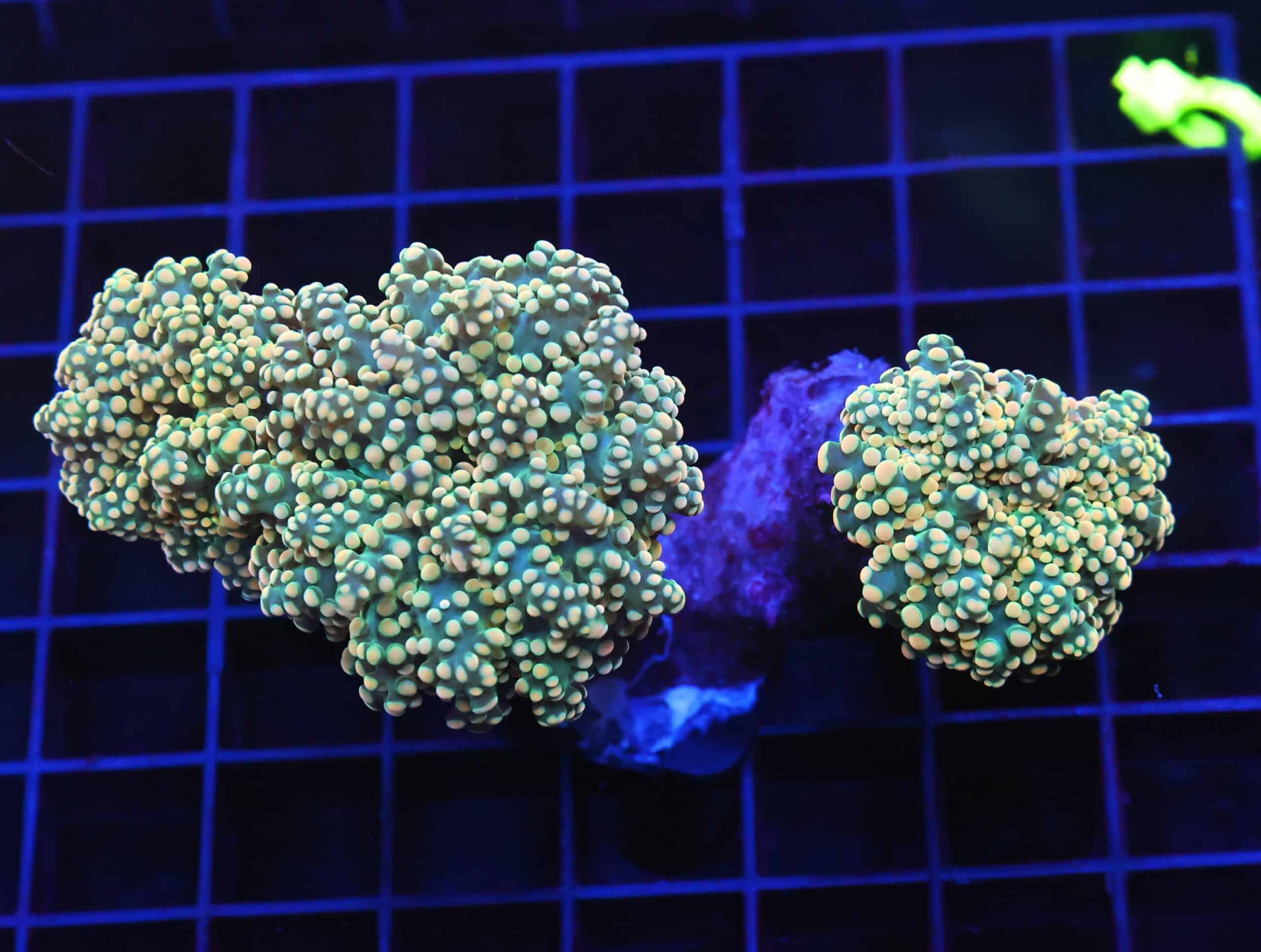 D71 - INDO FROGSPAWN BRANCH CITRUS BOMB 3 HEAD
