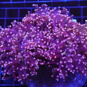 D73 - INDO FROGSPAWN BRANCH PEACH 3 HEAD