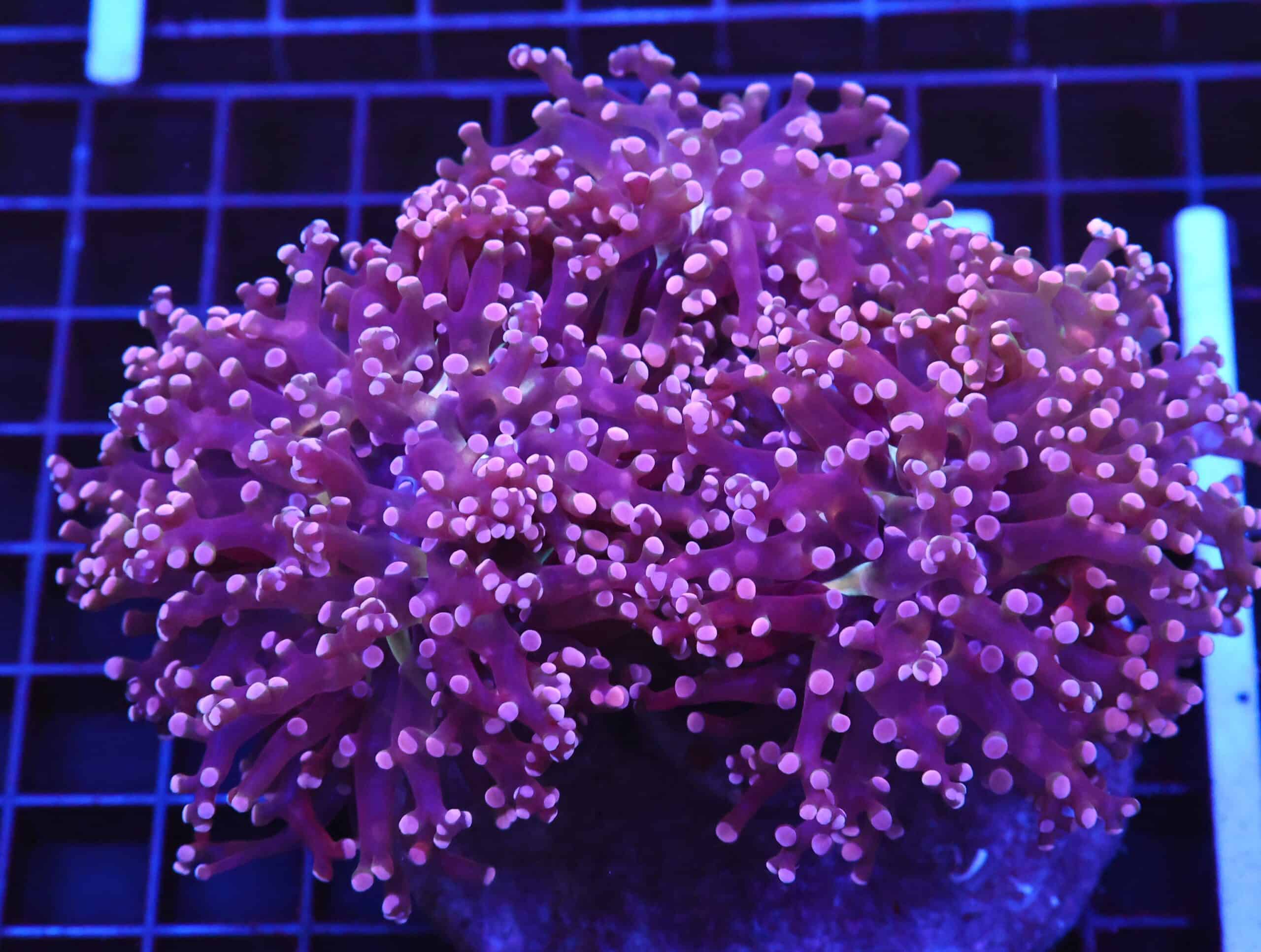 D73 - INDO FROGSPAWN BRANCH PEACH 3 HEAD