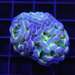 D74 - INDO HAMMER BRANCH PURPLE PRINCESS 2 HEAD