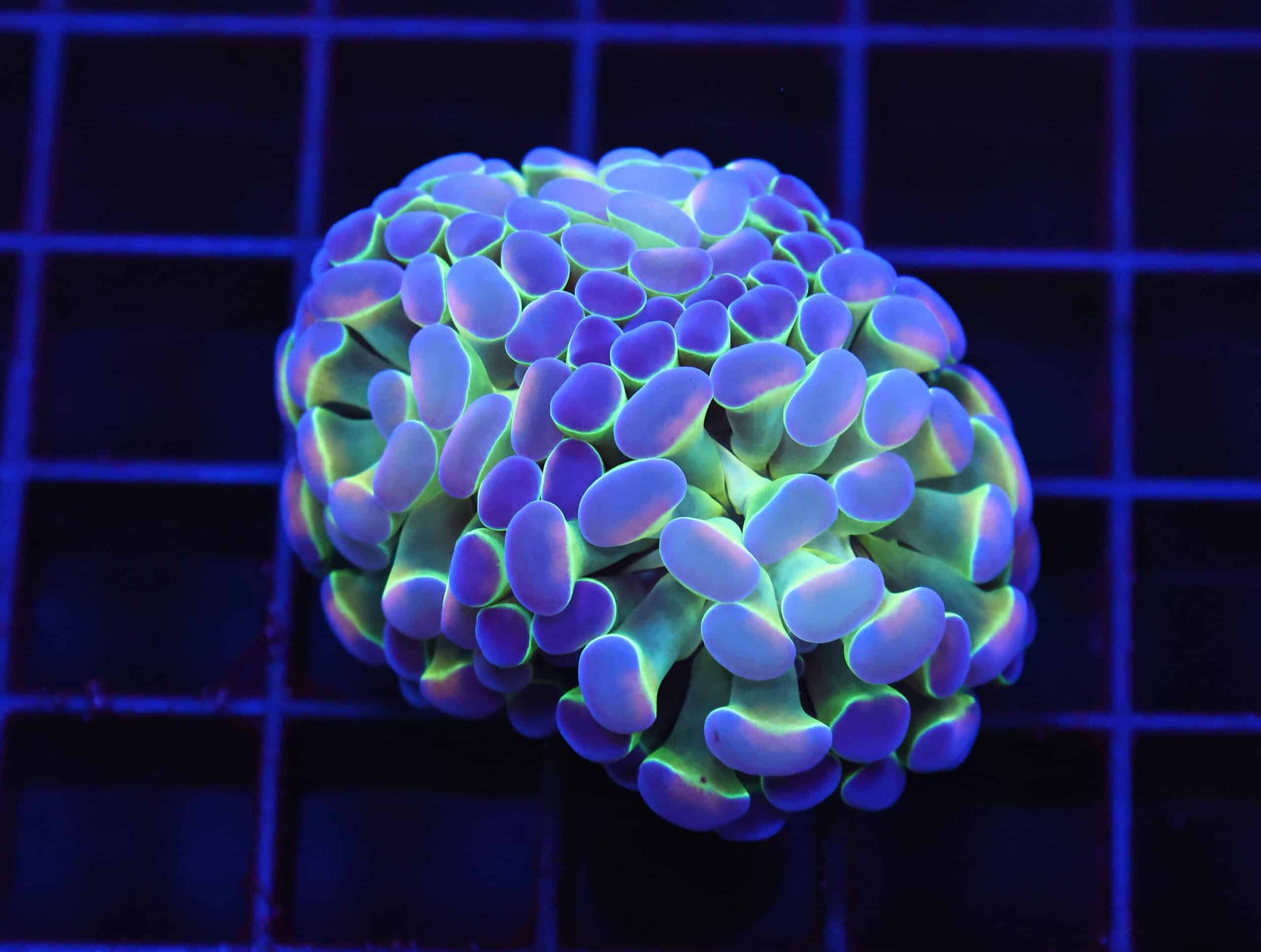 D74 - INDO HAMMER BRANCH PURPLE PRINCESS 2 HEAD