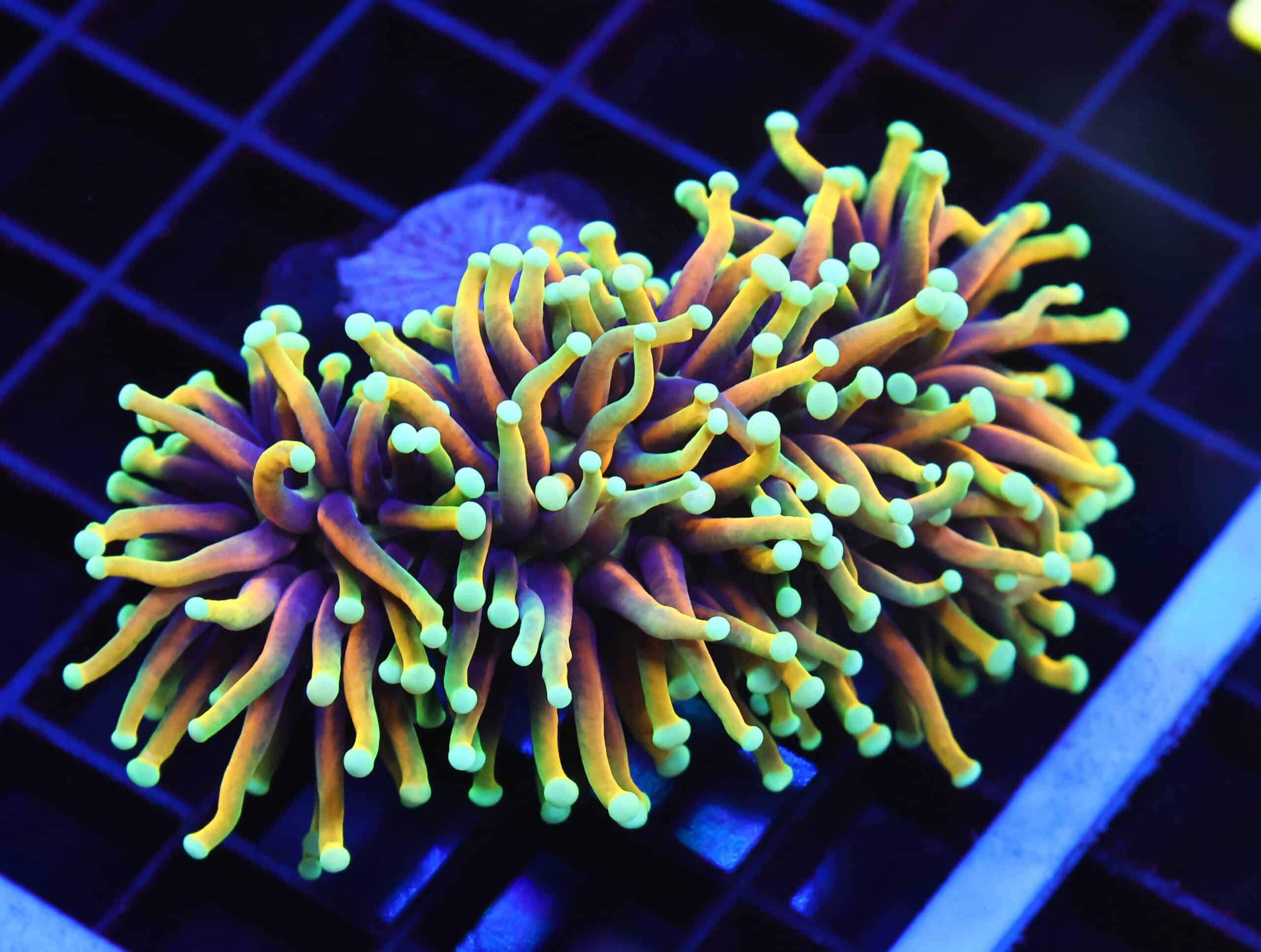 D77 - INDO TORCH HELLFIRE 2 HEAD