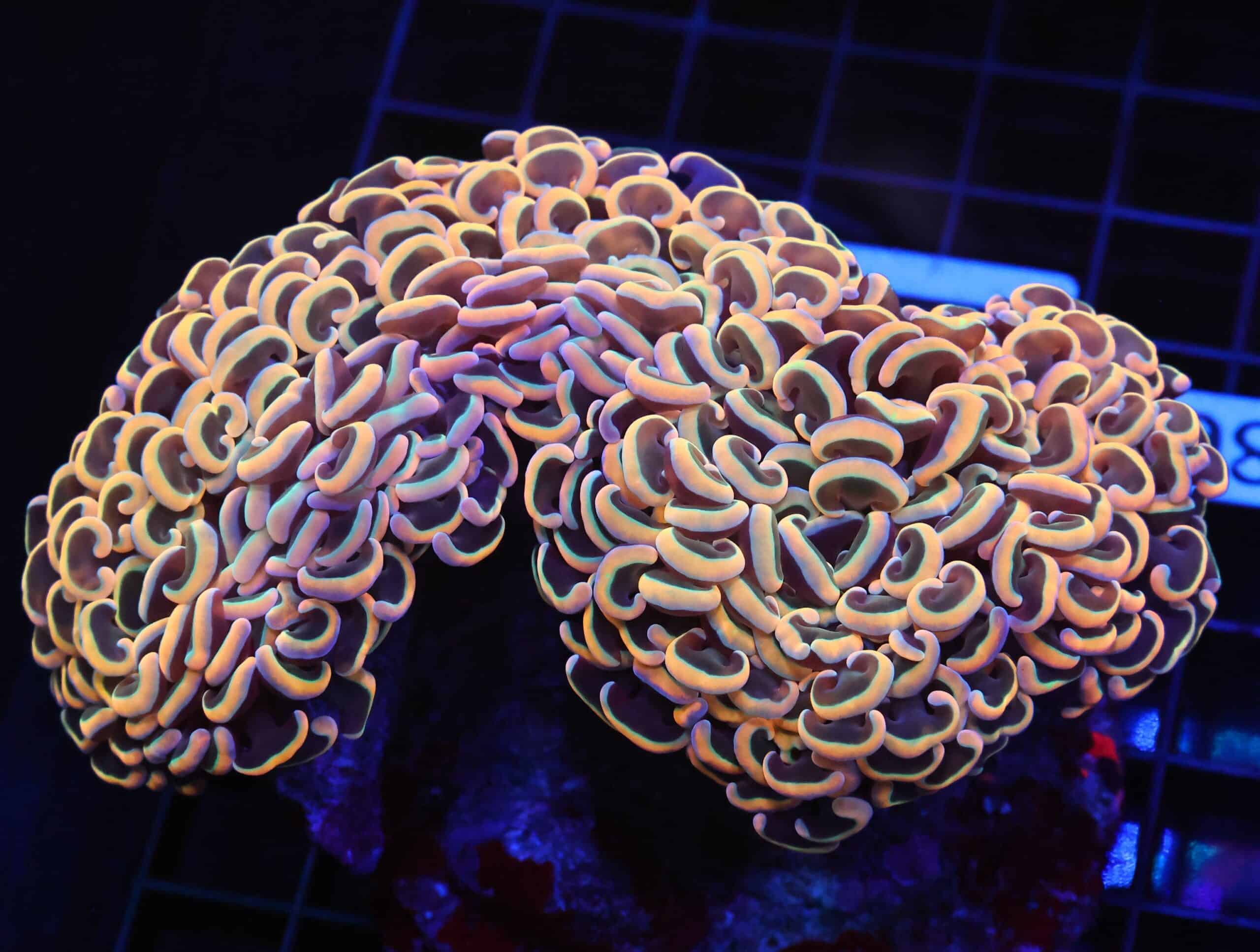 D80 - INDO HAMMER WALL GOLD STEM