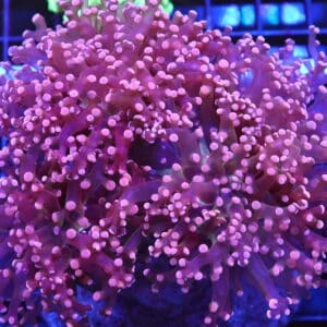 D81 - INDO FROGSPAWN BRANCH PEACH 3 HEAD