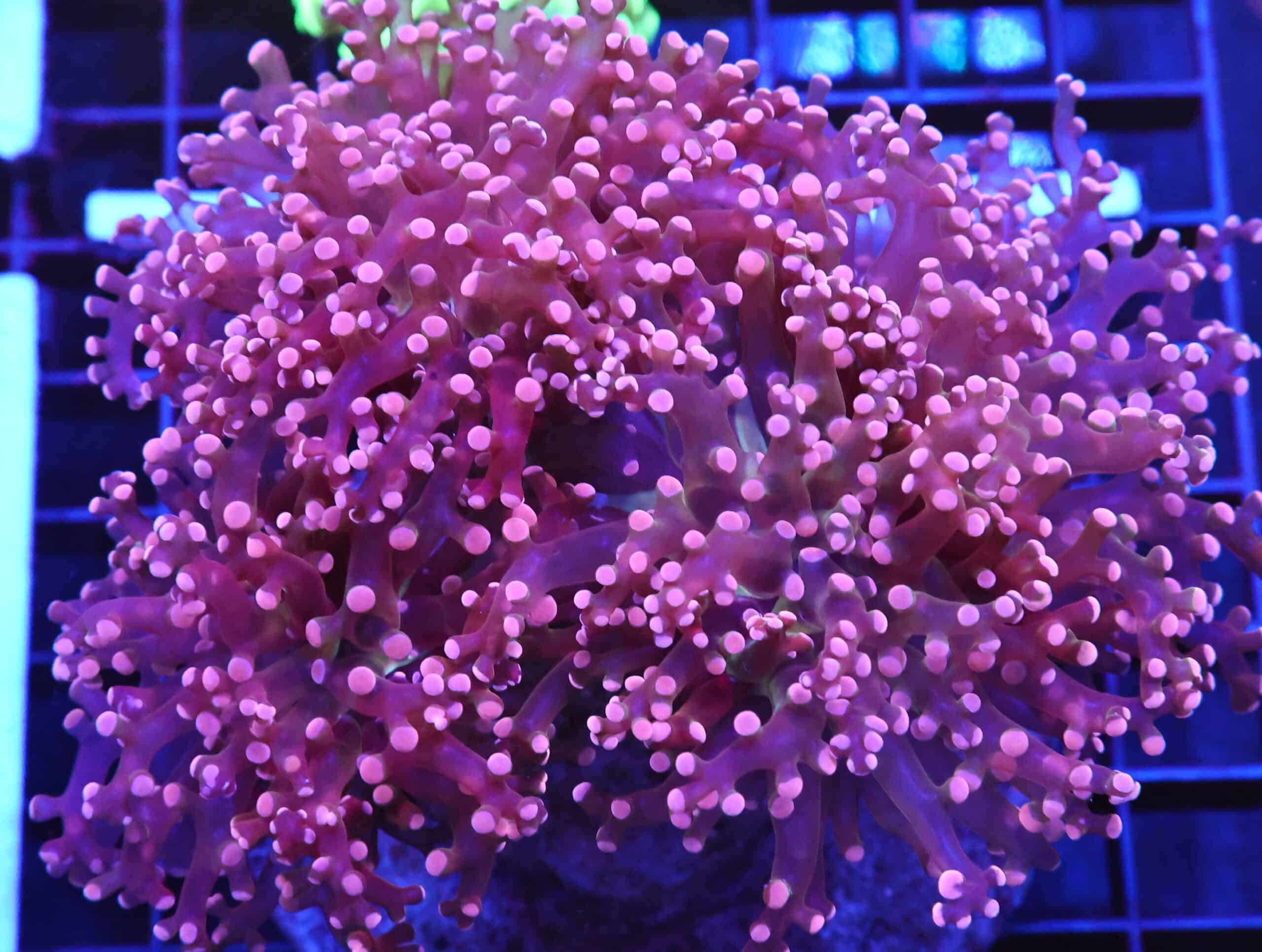 D81 - INDO FROGSPAWN BRANCH PEACH 3 HEAD