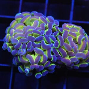 D84 - INDO HAMMER BRANCH PURPLE PRINCESS 2 HEAD