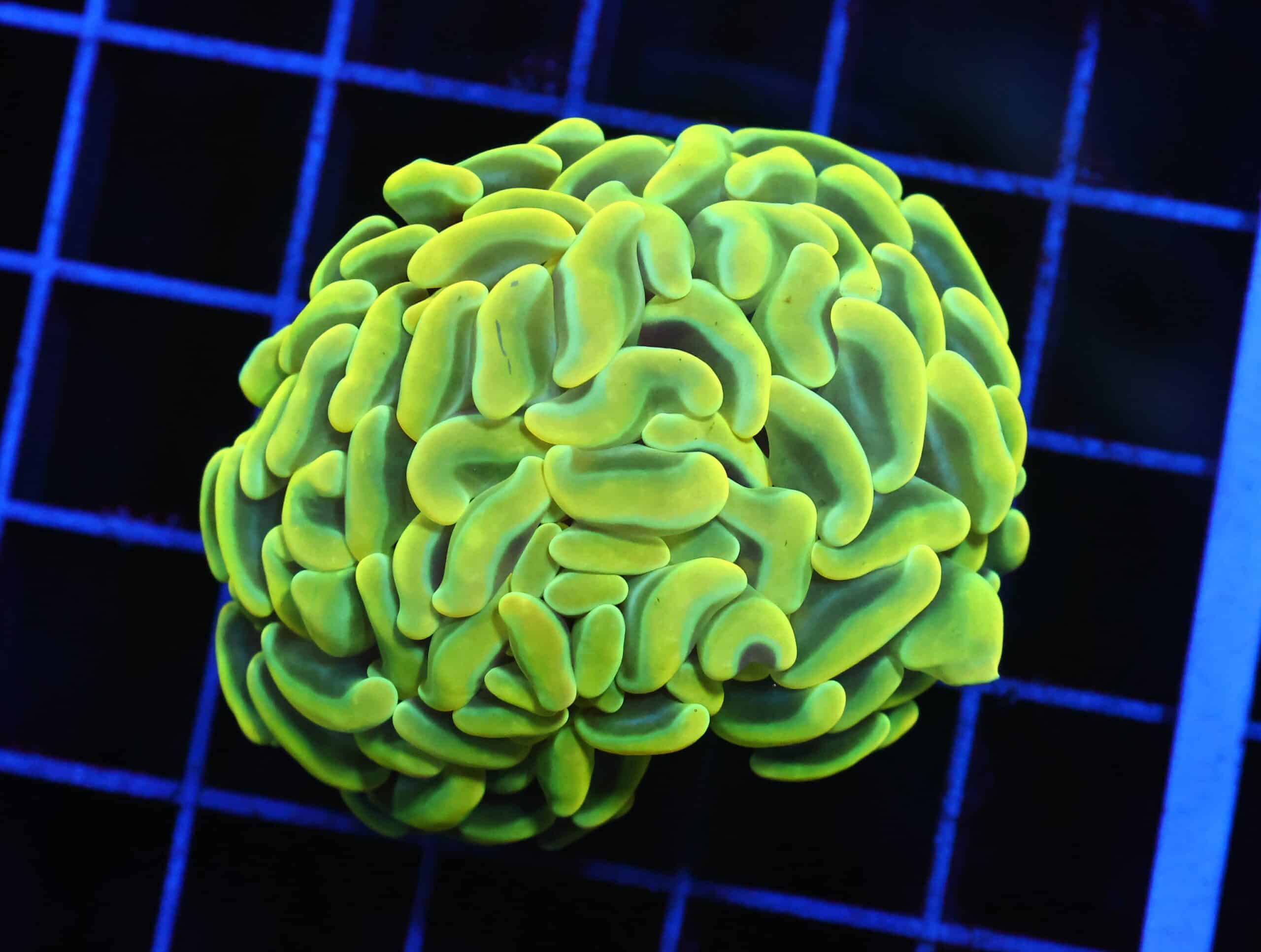 D92 - AUSSIE HAMMER THICK BRANCH YELLOW 1 HEAD