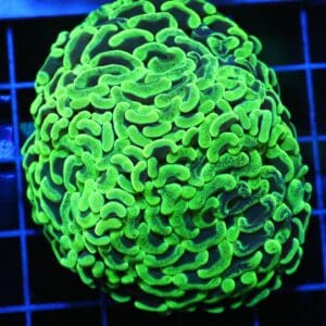 D94 - AUSSIE HAMMER THICK BRANCH TOXIC SPLATTER 2 HEAD