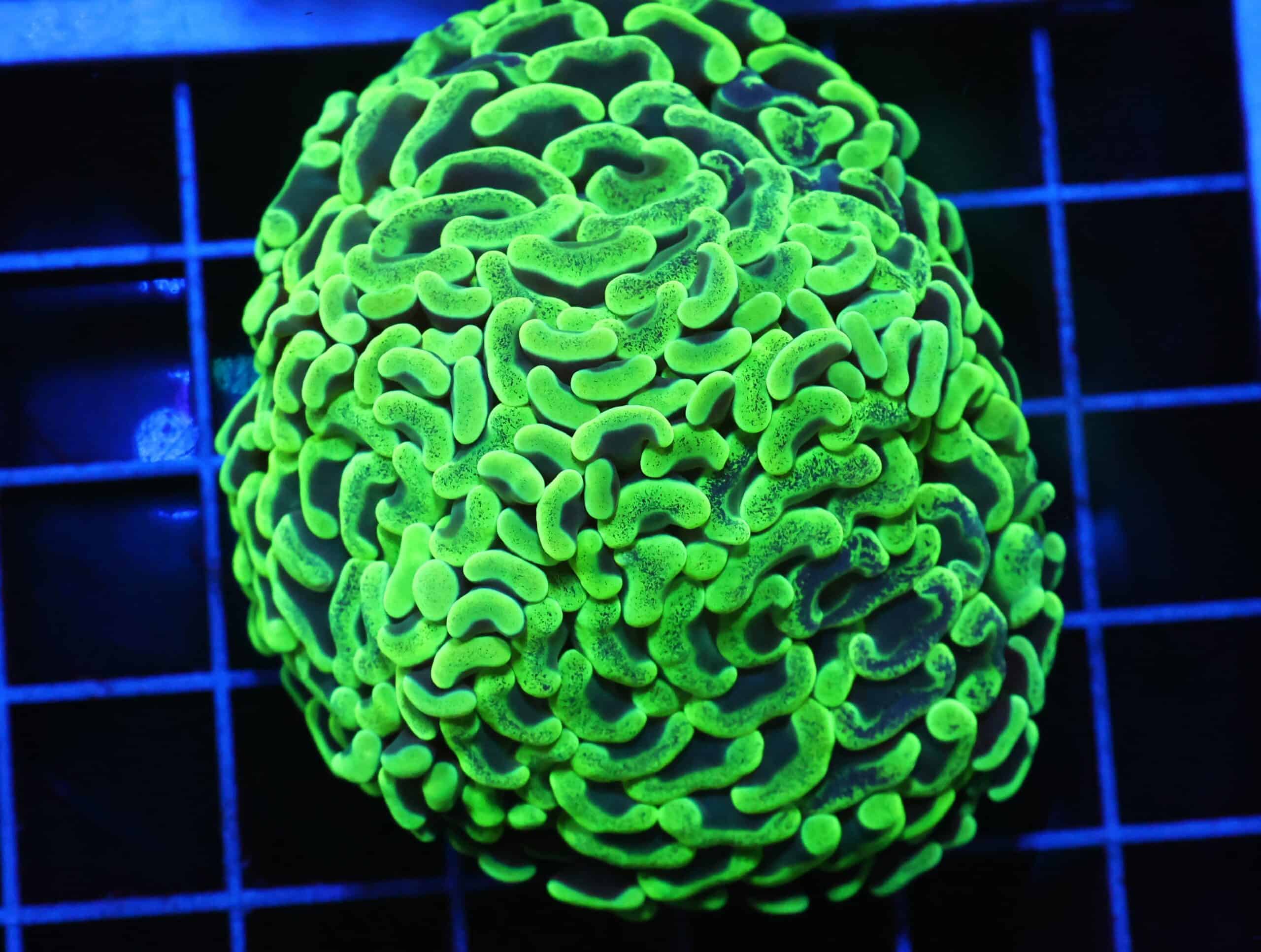 D94 - AUSSIE HAMMER THICK BRANCH TOXIC SPLATTER 2 HEAD