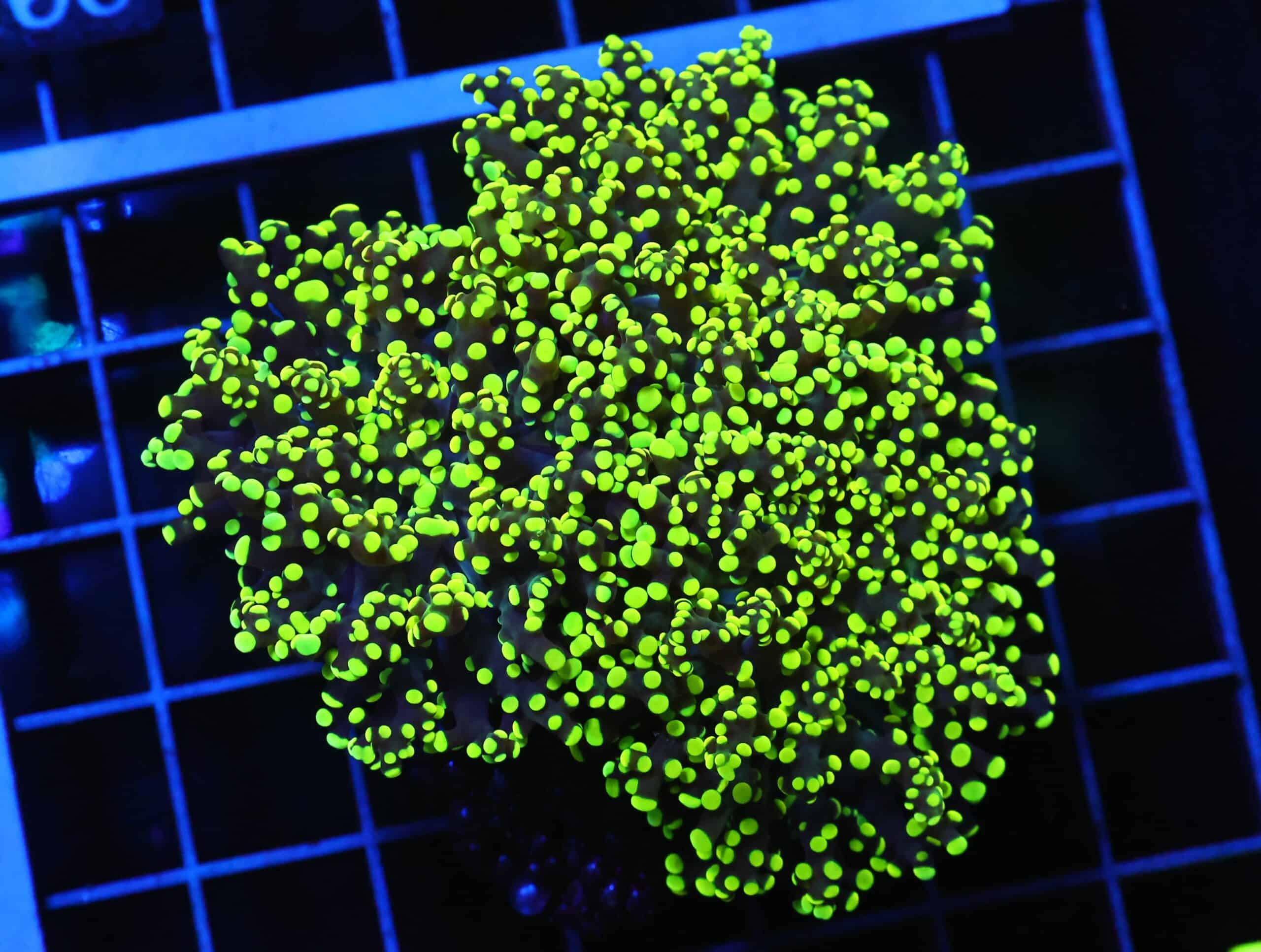 D95 - INDO FROGSPAWN BRANCH GAMMA RAY 3 HEAD