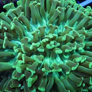 D96 - INDO HAMMER WALL METALLIC