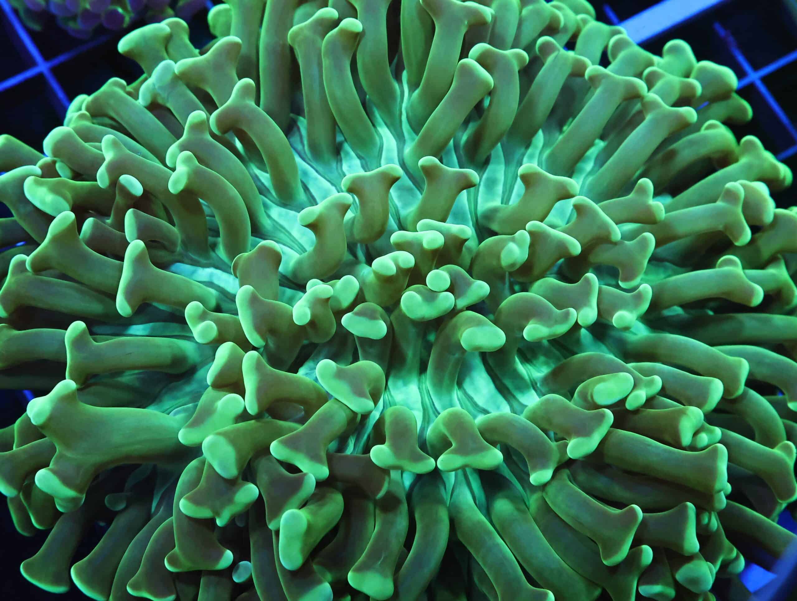 D96 - INDO HAMMER WALL METALLIC