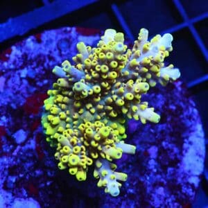 E06 - INDO ACRO YELLOW PREMIUM CULTURED