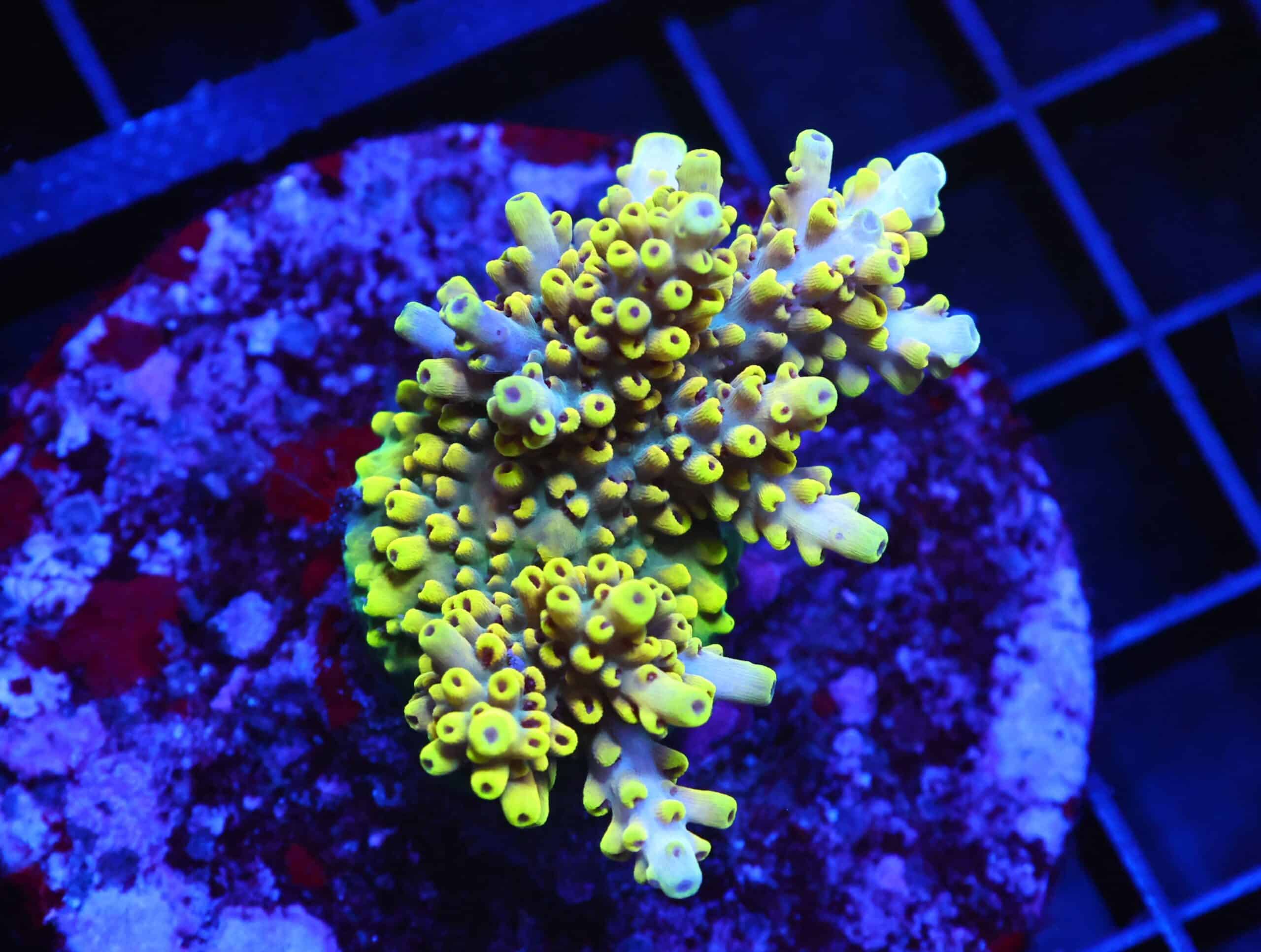 E06 - INDO ACRO YELLOW PREMIUM CULTURED