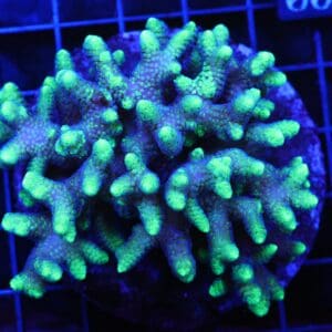 E100 - INDO SERIATOPORA TOXIC TIP CULTURED