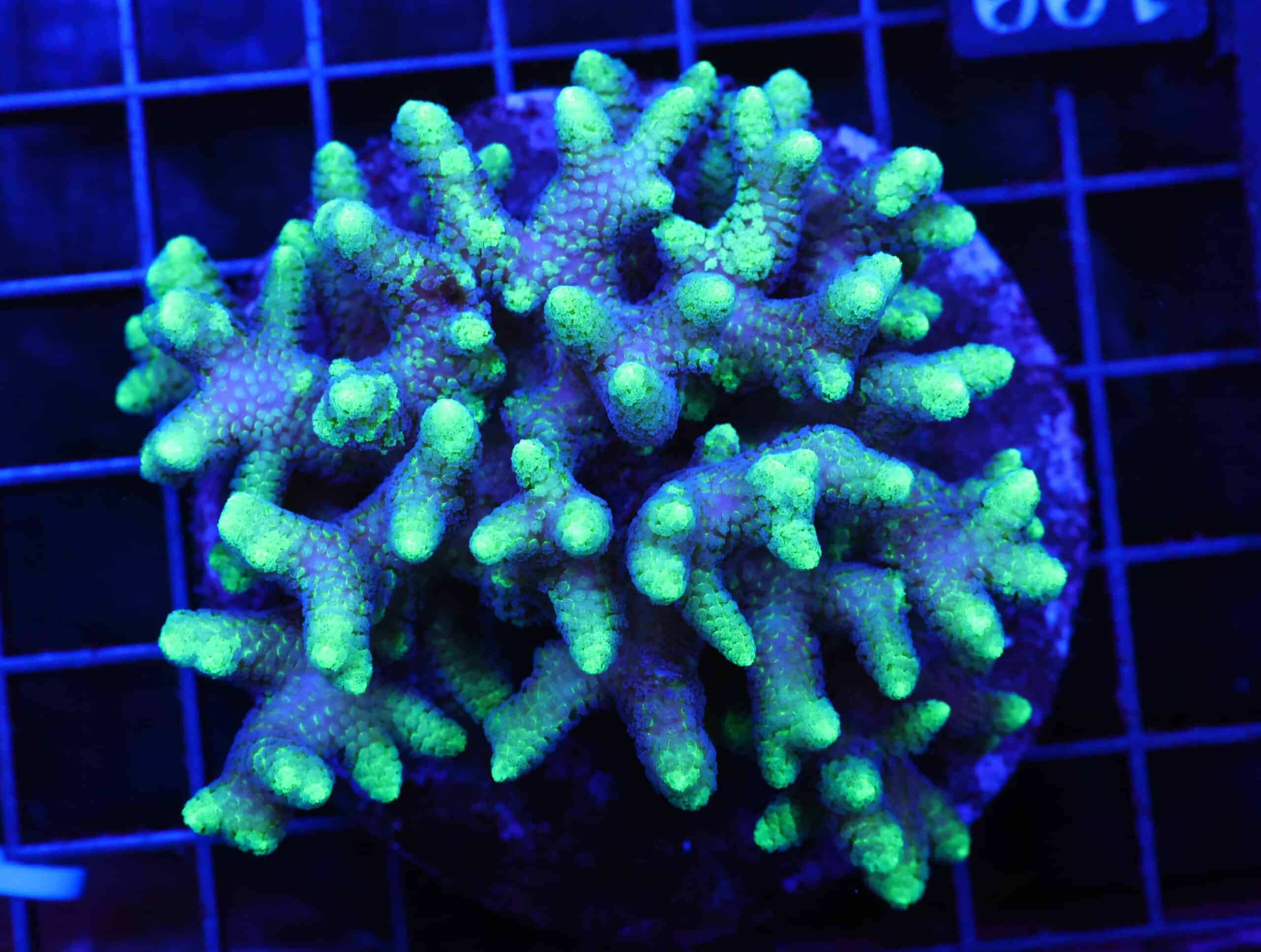 E100 - INDO SERIATOPORA TOXIC TIP CULTURED