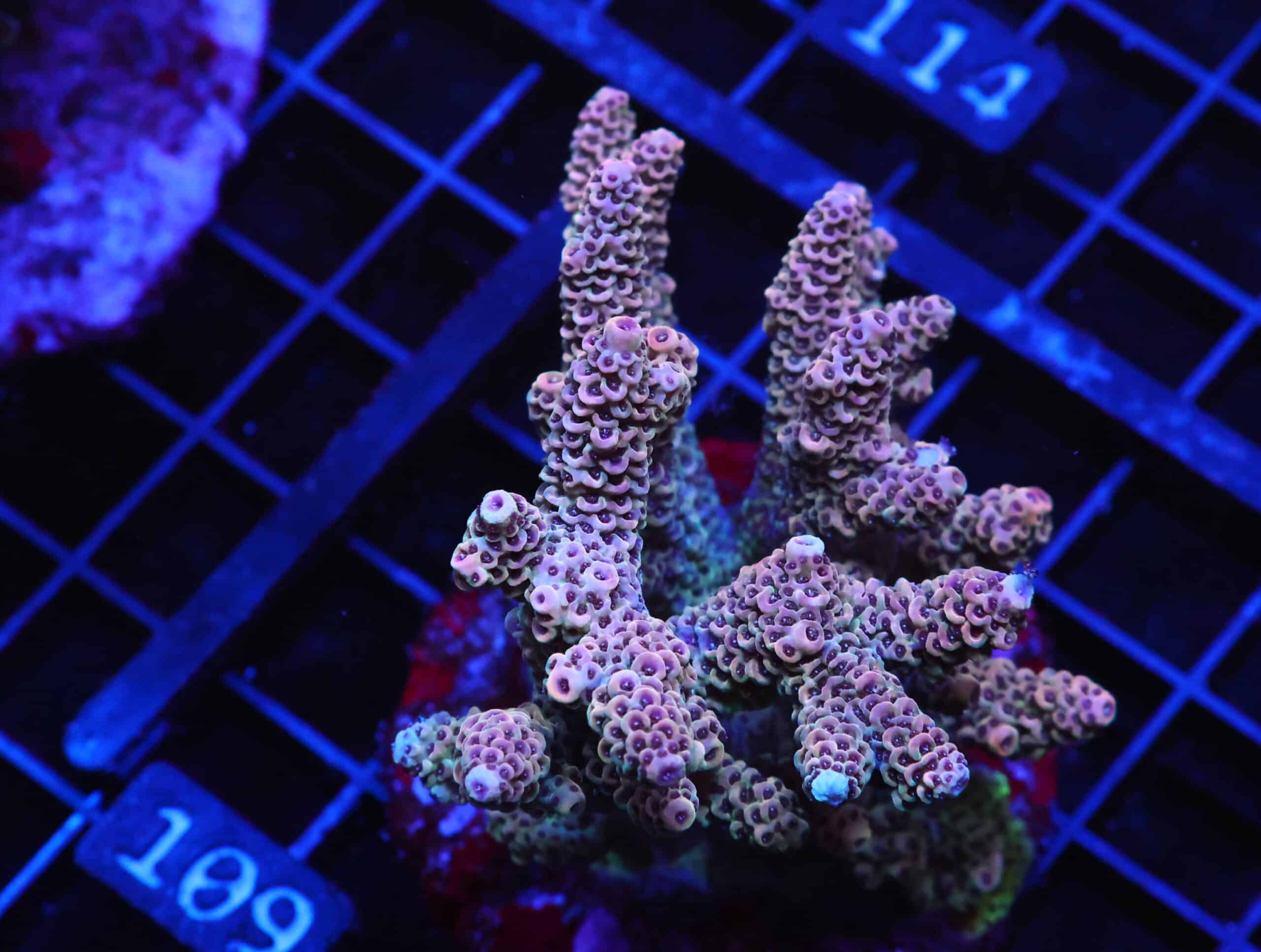 E109 - INDO ACRO PINK MILLE CULTURED