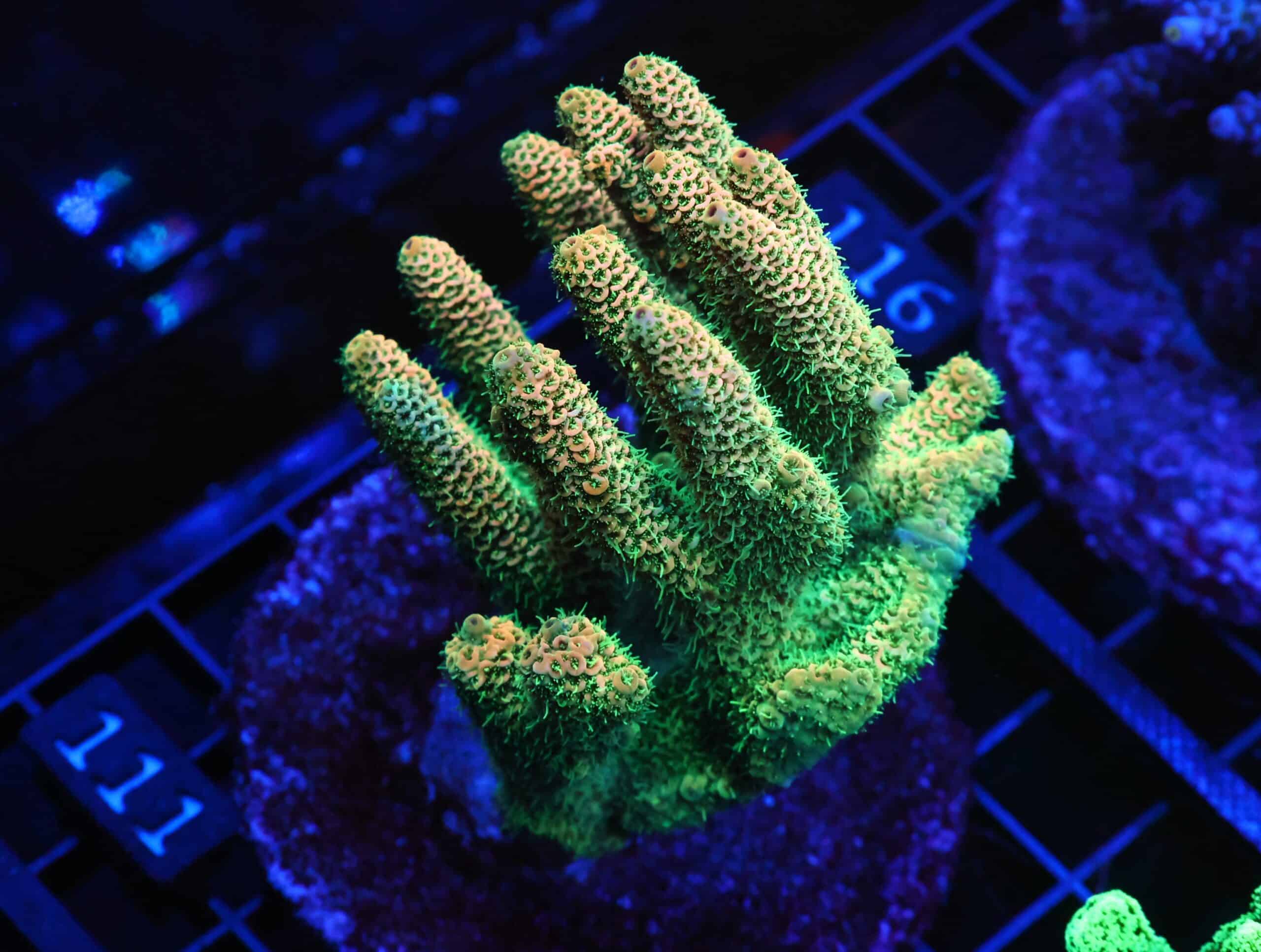 E111 - INDO ACRO SUNRISE MILLE CULTURED