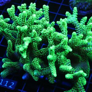 E112 - INDO SCREAMING GREEN SERIATOPORA XXL