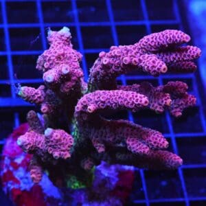 E115 - INDO ACRO PREMIUM MILLE CULTURED