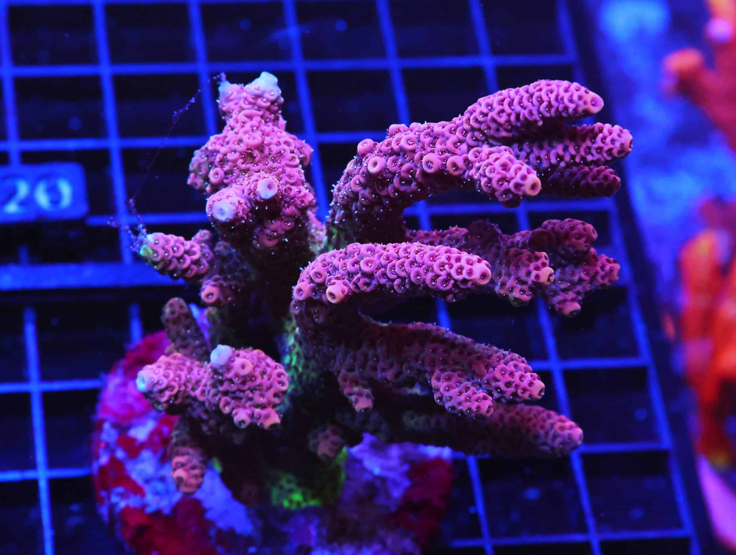 E115 - INDO ACRO PREMIUM MILLE CULTURED