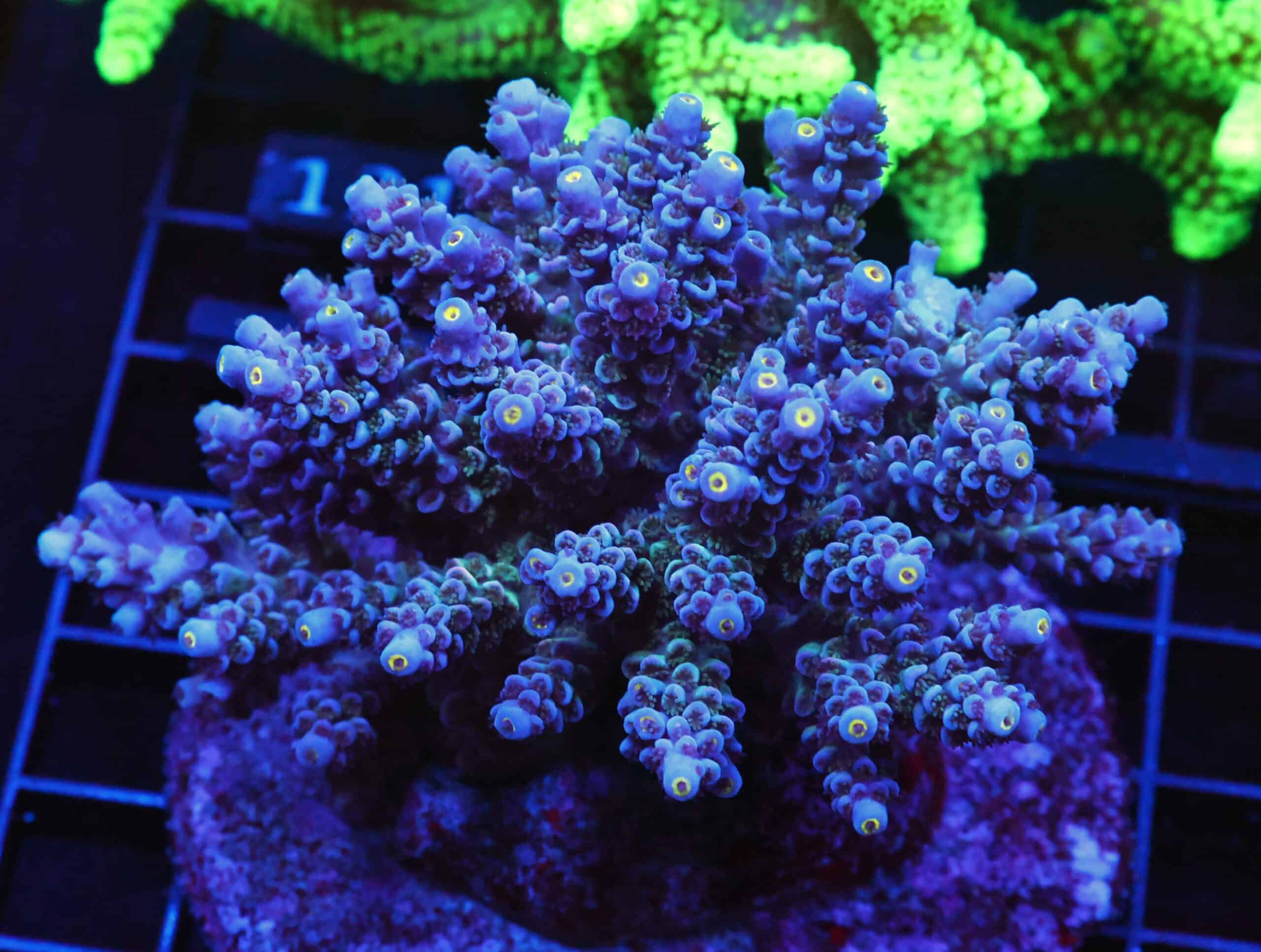 E116 - INDO ACRO PREMIUM TENUIS CULTURED XL