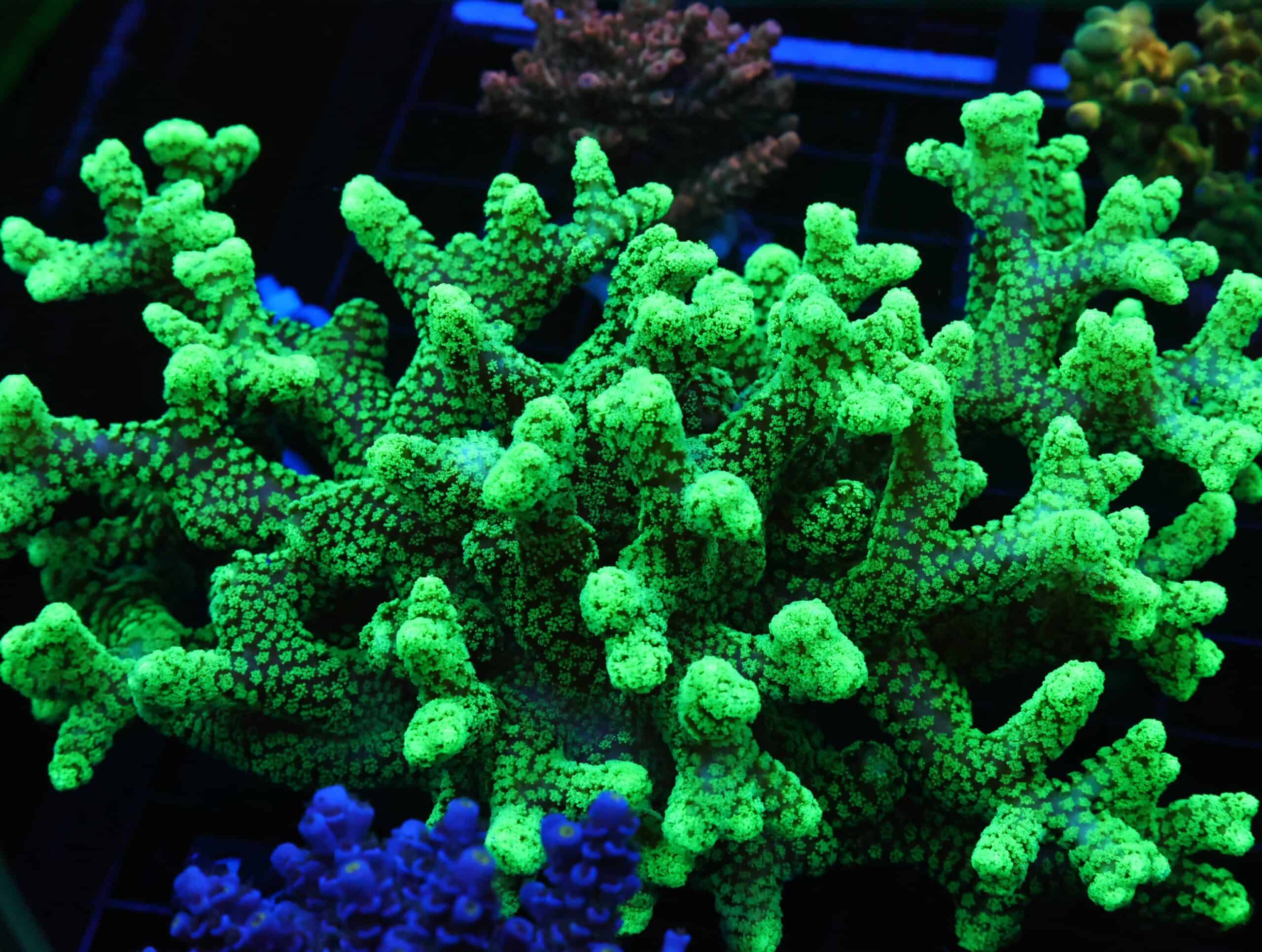 E121 - INDO SCREAMING GREEN SERIATOPORA XXL