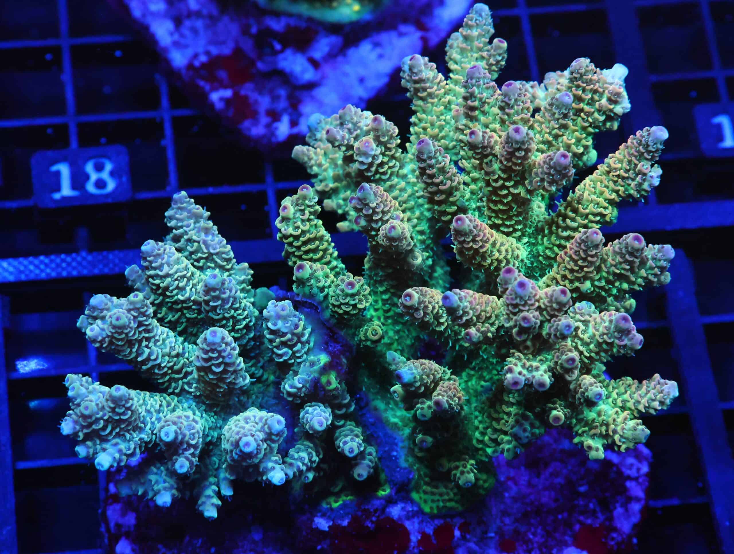 E13 - INDO ACRO PREMIUM COMBO CULTURED XXL